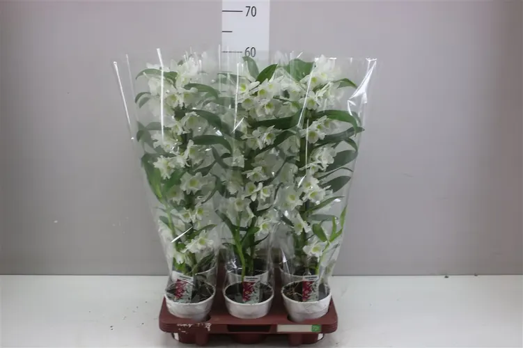 Dendrobium Nobilee Wit 1 Tak črepník 12 cm