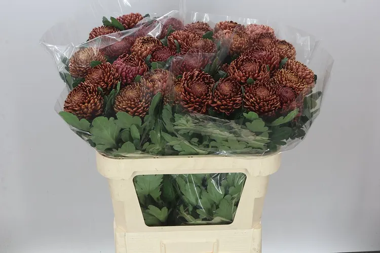 Chryzantéma veľkokvetá Bigoudi Copper 80 cm