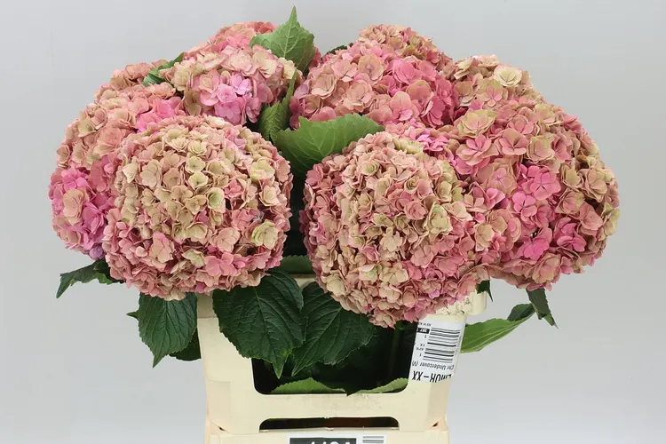 Hydrangea Anastasia Classic 60 cm