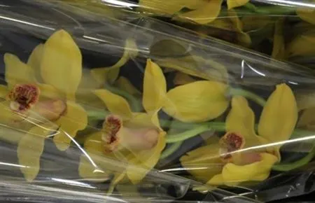 Orchidey (Orchids)
