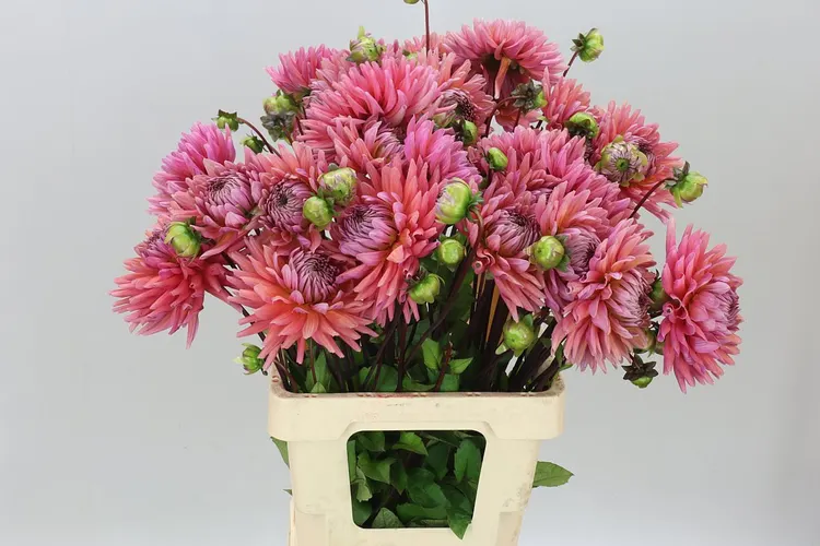 Dahlia Madeleine 60 cm