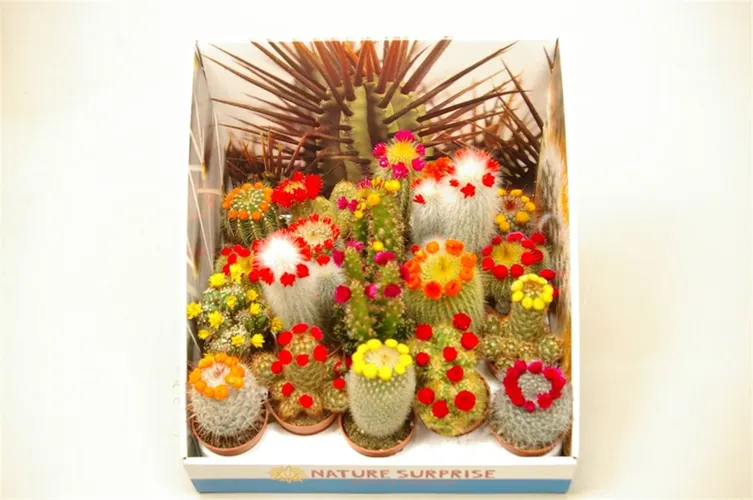 Kaktus Versierd Strobloem Showdoos črepník 5,5 cm
