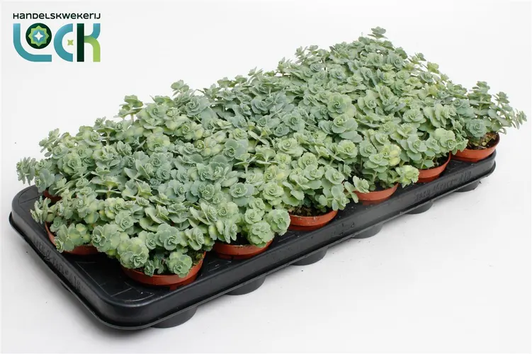 Sedum Siebolii črepník 8,5 cm