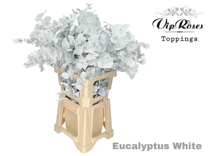 Eukalyptus Cinerea White 300gr 65 cm