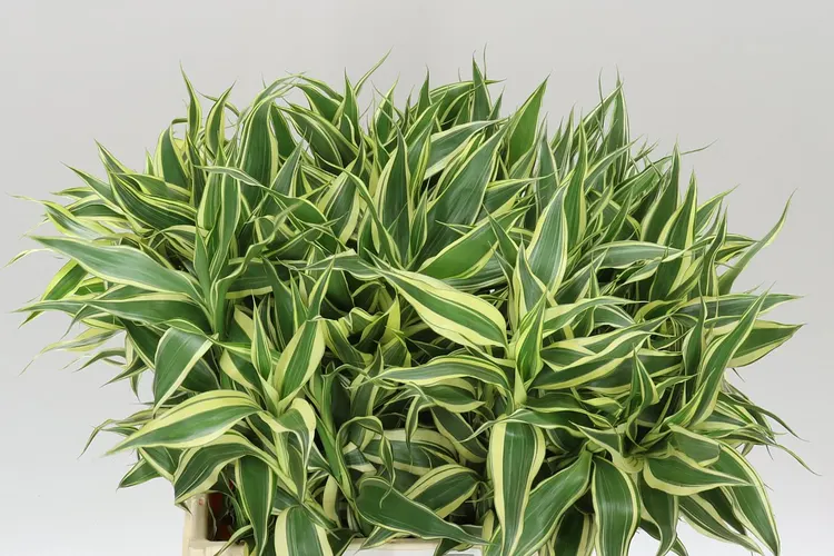 Drac San White Green 75cm 75 cm