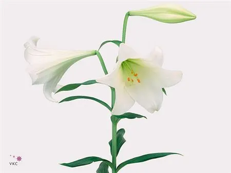 Lil Lf White Heaven 3+ 85 cm