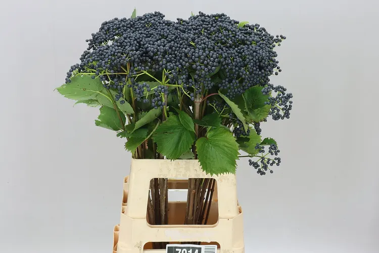 Viburnum Blueberry Hill 65 cm
