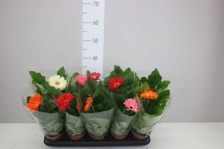 Gerbera mix 1+ črepník 12 cm