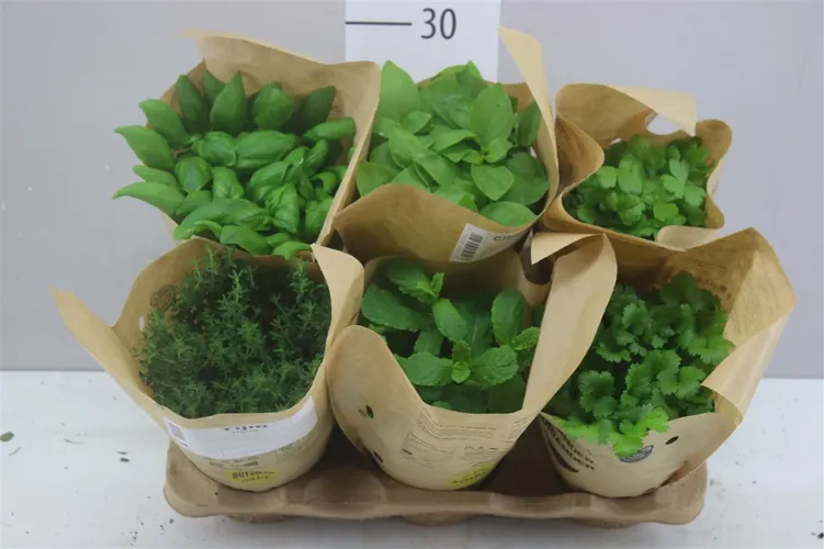 Tuinkruiden Gemengd črepník 12 cm