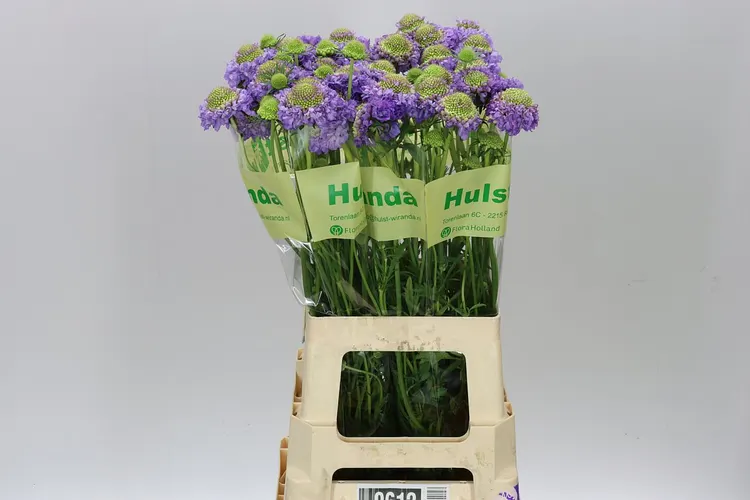 Scabiosa Atr D Lavendel Scoop 60 cm