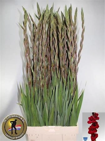 Gladiola Fat Boy 100cm 105 cm