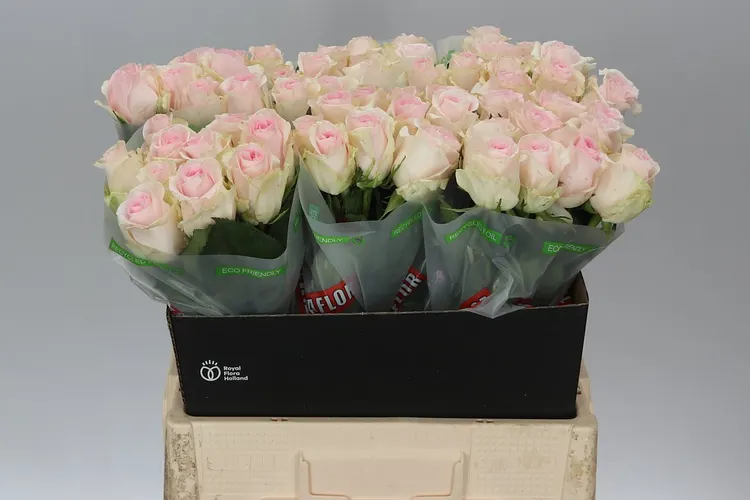 Ruža Sweet Revival 60 cm