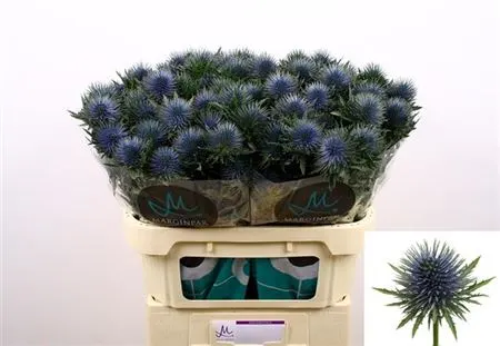 Eryngium Magnetar 70 cm