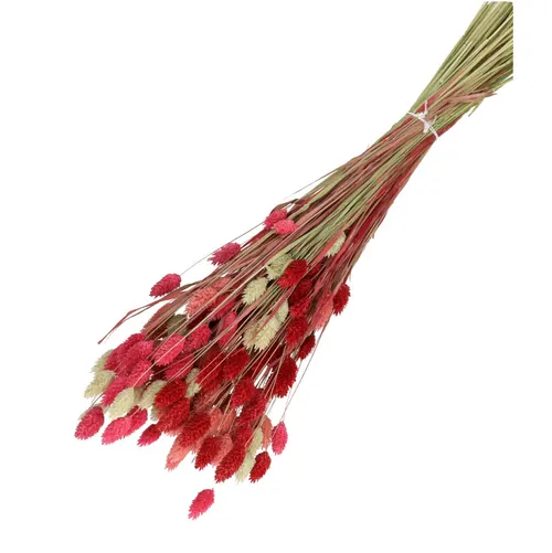 Sušený kvet Phalaris mix ružová 65 cm