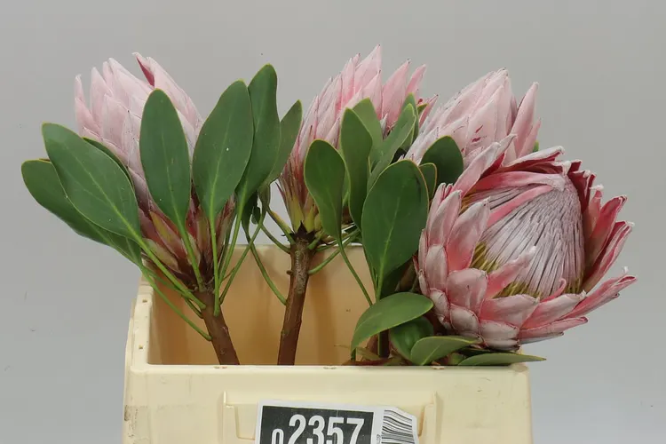 Protea Cynaroides 40 cm
