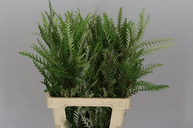 Grevilea Ivanhoe 60 cm