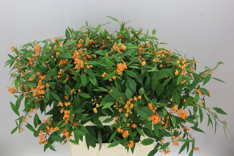 Euphorbia F T Sunstream 80 cm