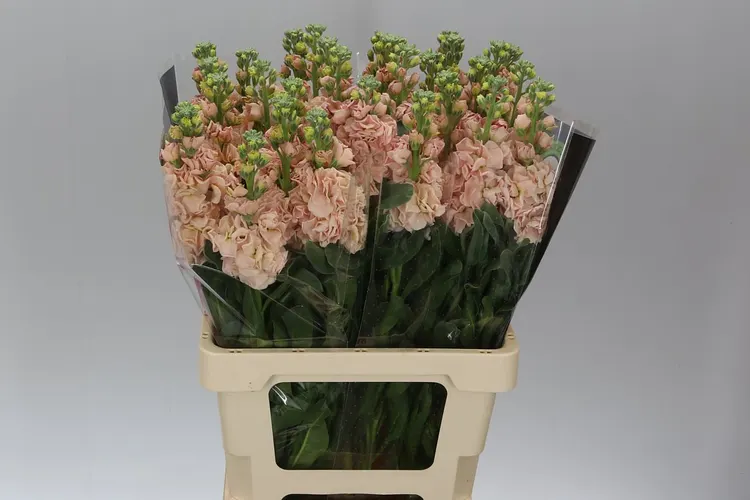 Matthiola Apricot Imp 70 cm