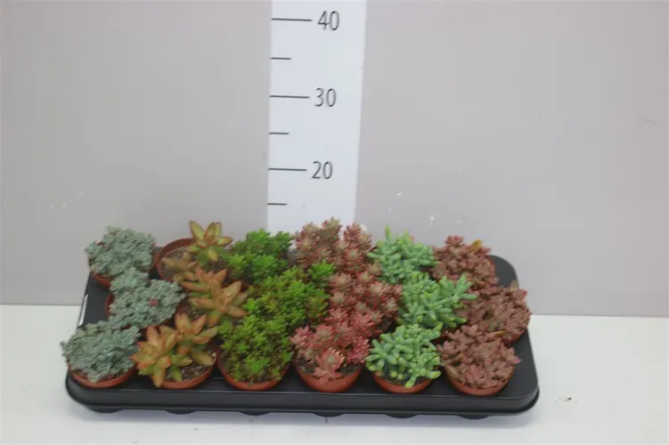 Sedum Mix črepník 8,5 cm