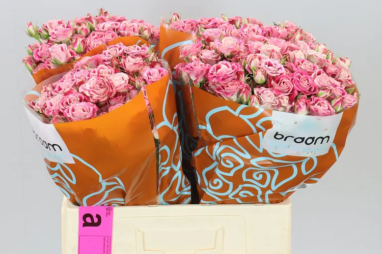 Rosa Tr Flinders Lane 60 cm