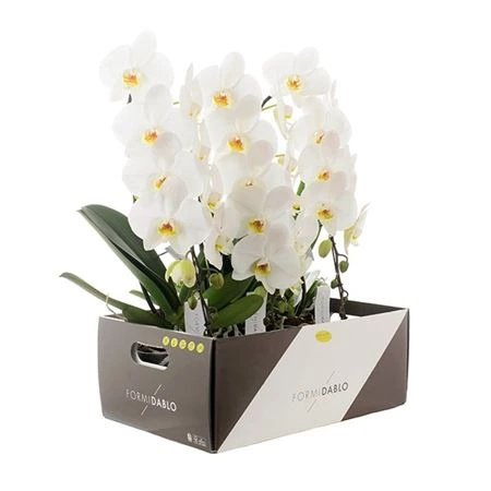 Orchidea Phalaenopsis Formidablo Niagra Falls, 1 výhon črepník 12 cm