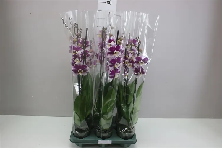 Phal Barcelona 2 Tak črepník 12 cm