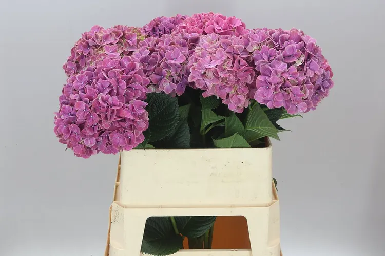 Hyd Sweet Ruby 80 cm