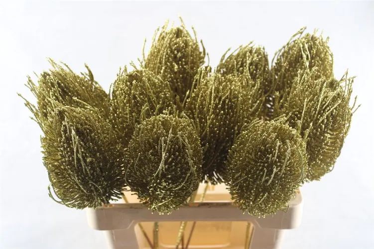 Banksia Gold X10, sušené 50 cm