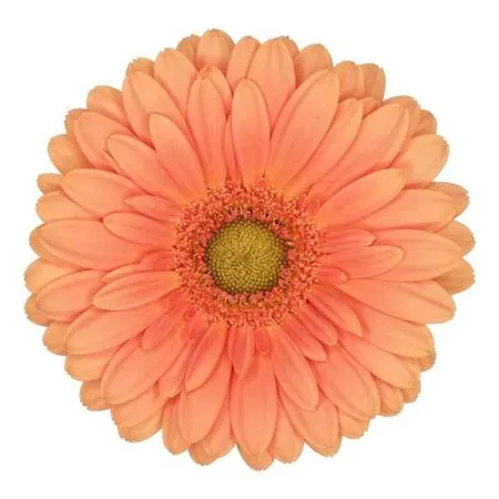 Germ Cava 45 cm
