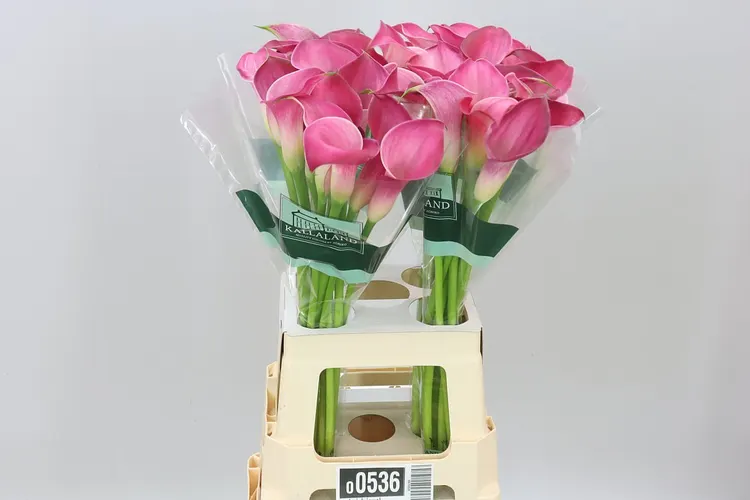 Kala Pink Jewel 70 cm