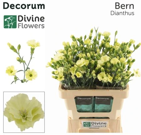 Di Solomio Bern 60 cm