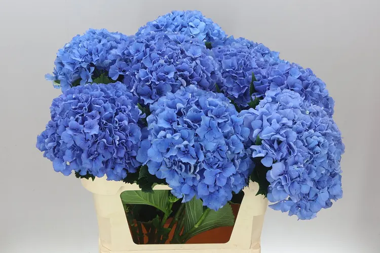 Hortenzia Parade 80 cm