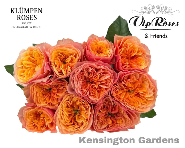 R Gr Kensin Gardens! 60 cm