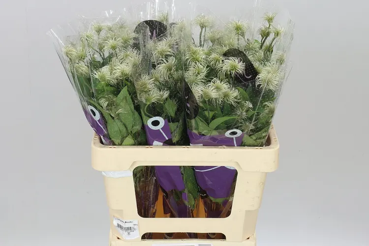 Clematis Amazing Kibo 60 cm