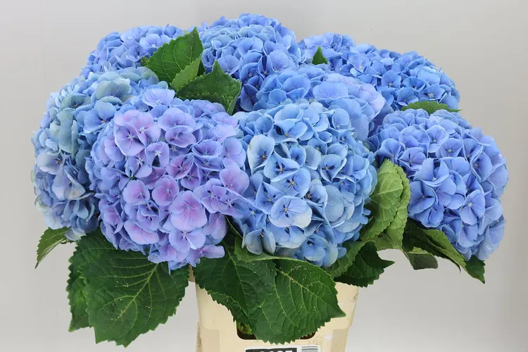 Hyd Mammoet Blue 65 cm