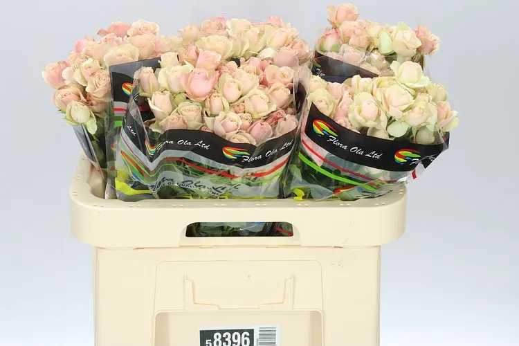 Rosa Tr Destiny 60 cm