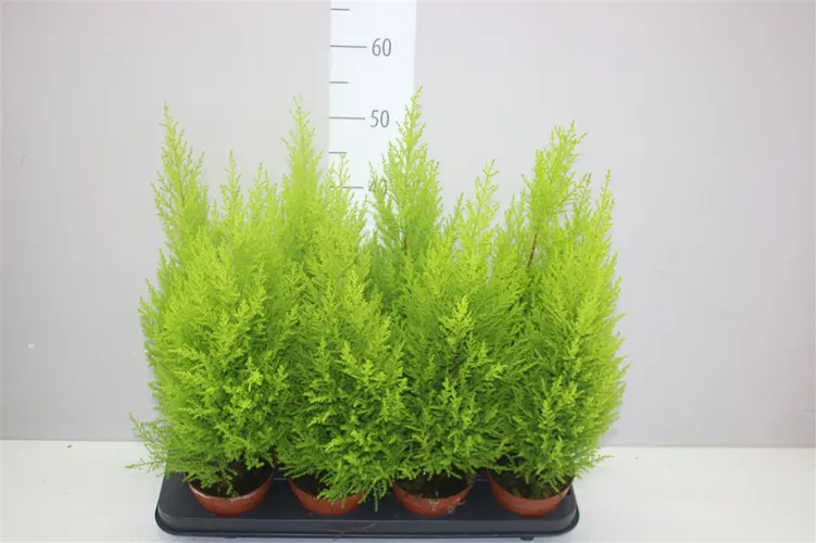 Cupressus Wilma črepník 12 cm