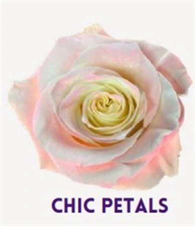 Ruža farbená Chic Petals, Ekvádor 50 cm