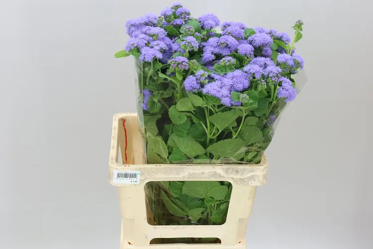 Ageratum Blue Planet 65 cm