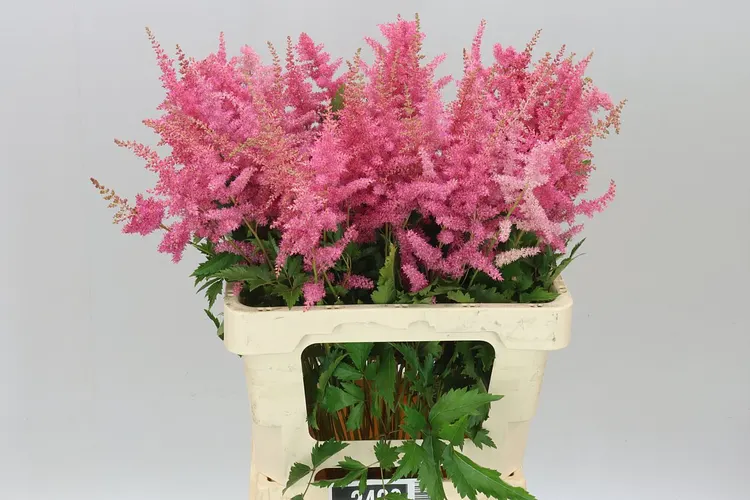 Astilbe Anita Pfeifer 60 cm