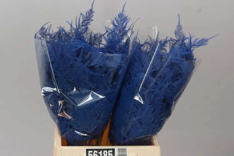 Aspa 1e Veren Blue X50 45 cm