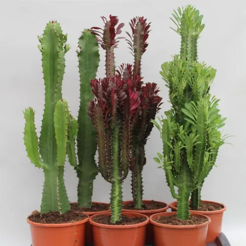 Euphorbia Desert Mix črepník 17 cm
