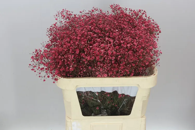 Gypsofila Xlence farbená Crimson 80 cm