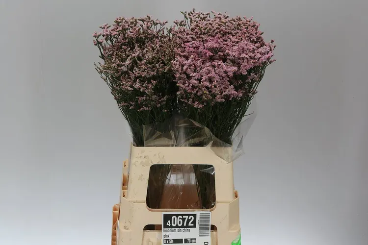 Lim. Sin China Pink 70 cm