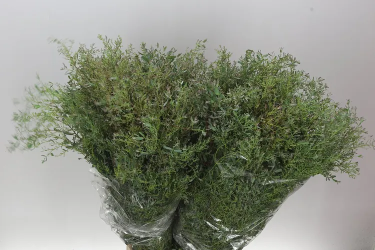 Gunni 80 cm