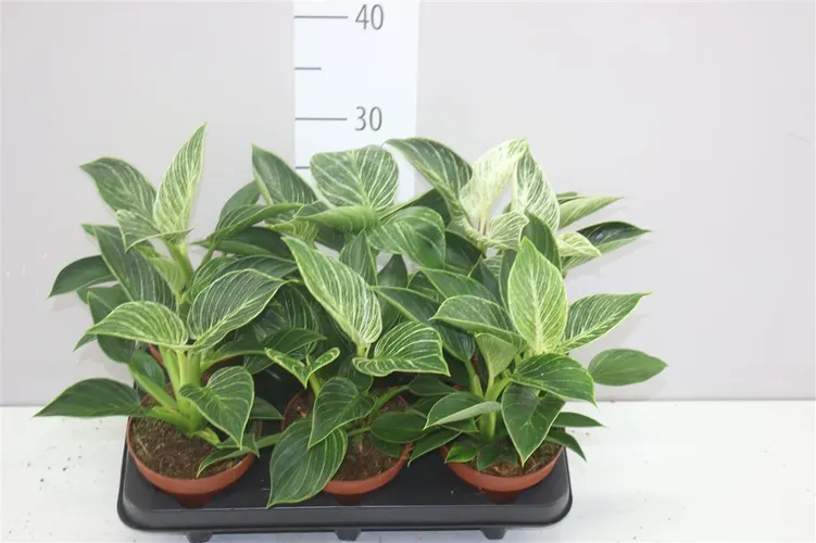 Philodendron White Wave črepník 12 cm