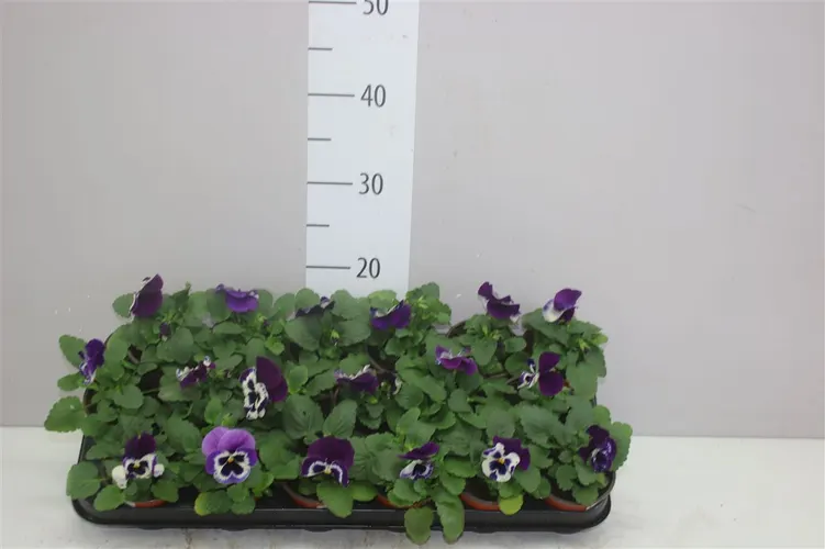 Viola Wi Delta Purple With Blotch črepník 9 cm