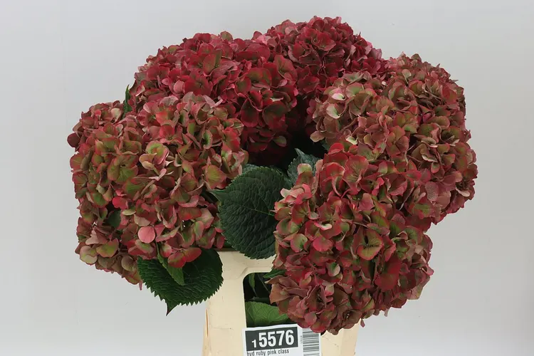 Hyd Ruby Pink Classic 65 cm