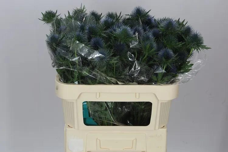 Eryngium Magnet 70 cm