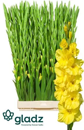 Glad Bananarama 120 cm